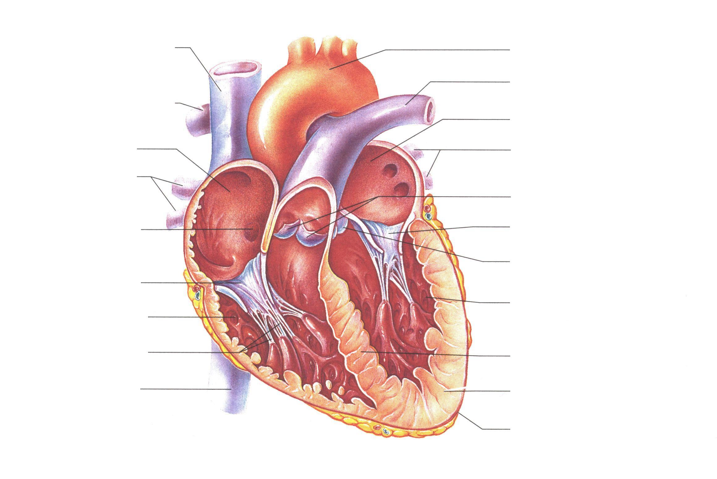 6 Best Images Of Anatomical Heart Outline Printable