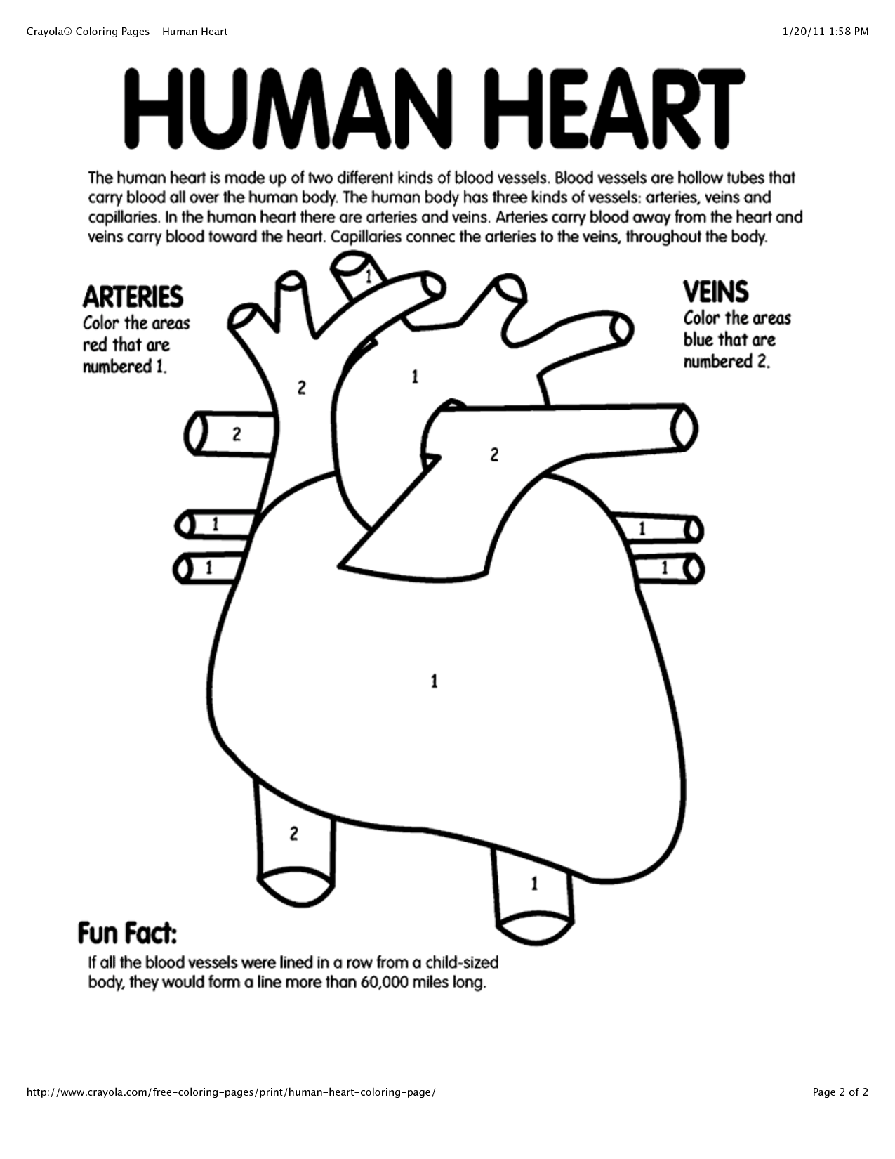 6 Best Images of Anatomical Heart Outline Printable - Human Heart