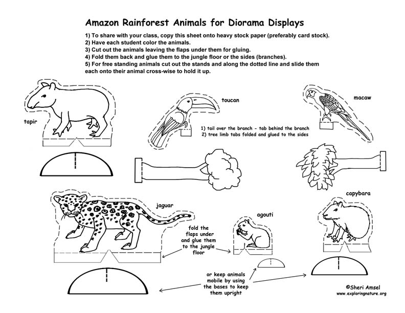 6-best-images-of-forest-printable-diorama-templates-amazon-rainforest