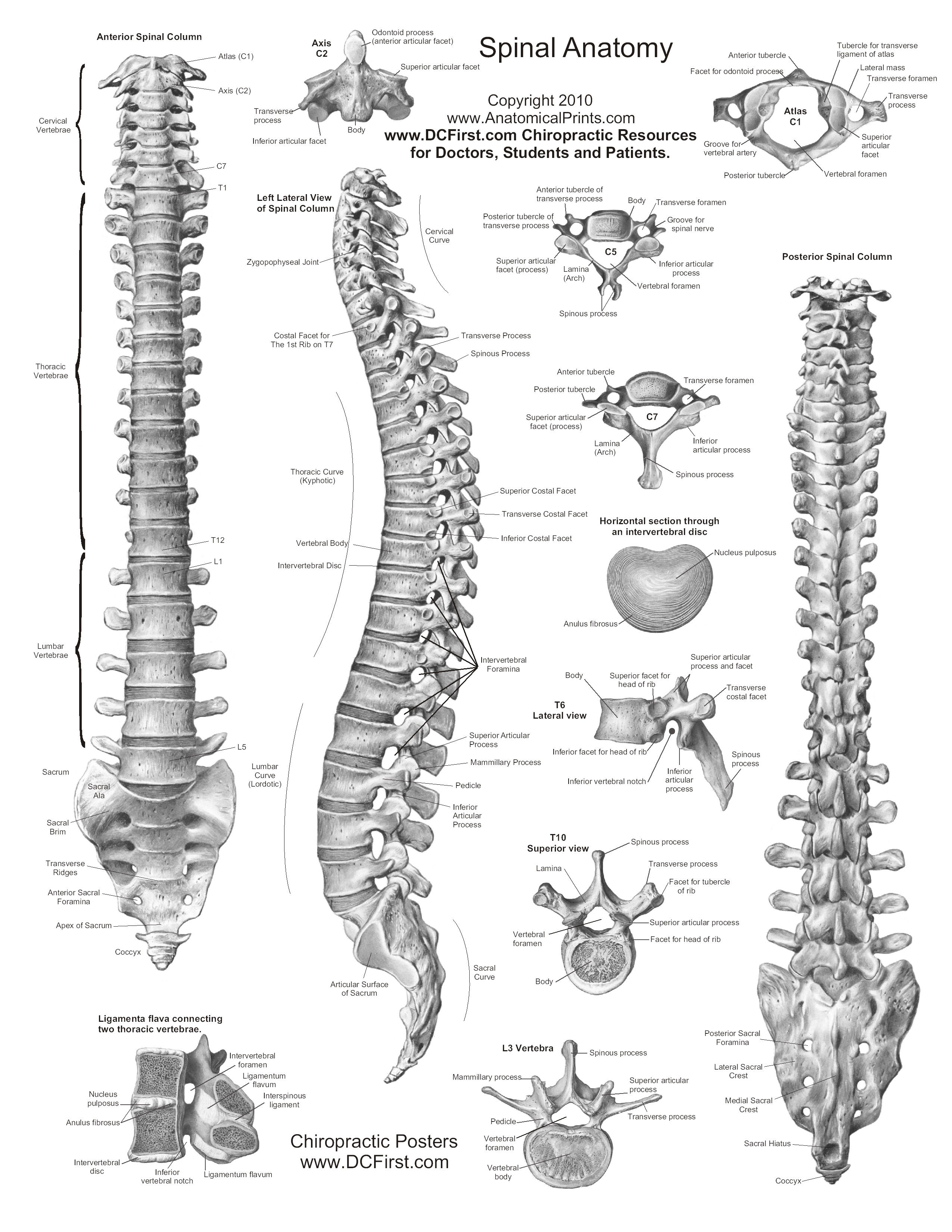 Anatomy Charts For Sale