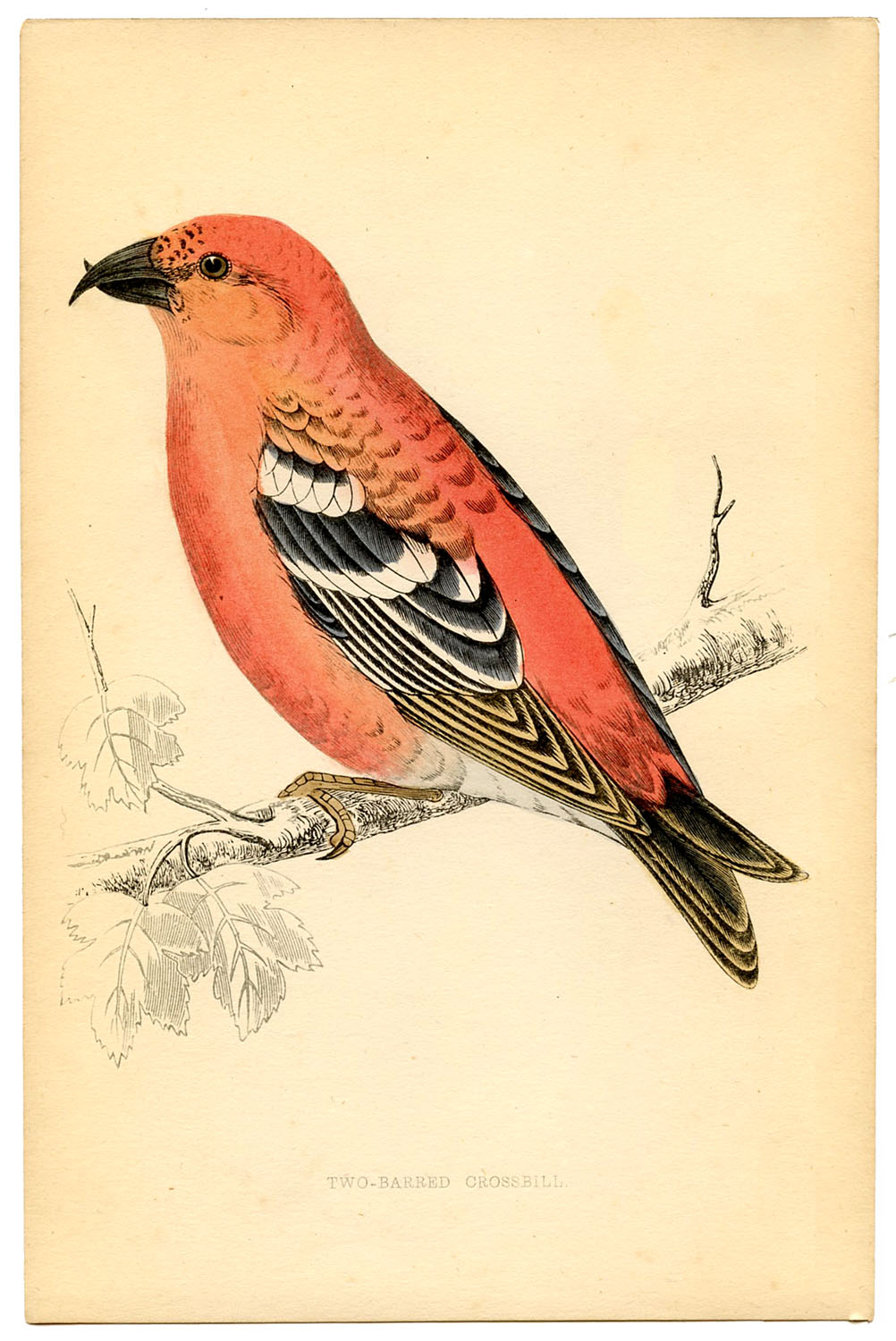 free clipart of vintage birds - photo #32