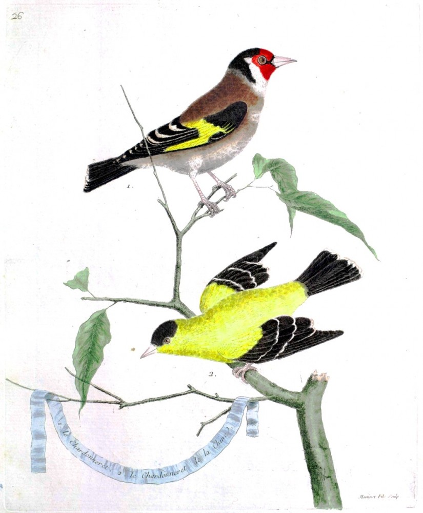 animal-bird-indigo-grossbeak-vintage-birds-bird-printables-bird-art