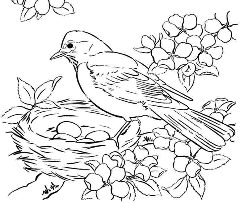 + Coloring Pages Birds In Winter PNG - Animal Coloring Pages