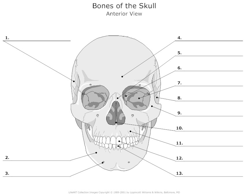4 Best Images of Diagram Of The Skull Printable Skull Bones Unlabeled