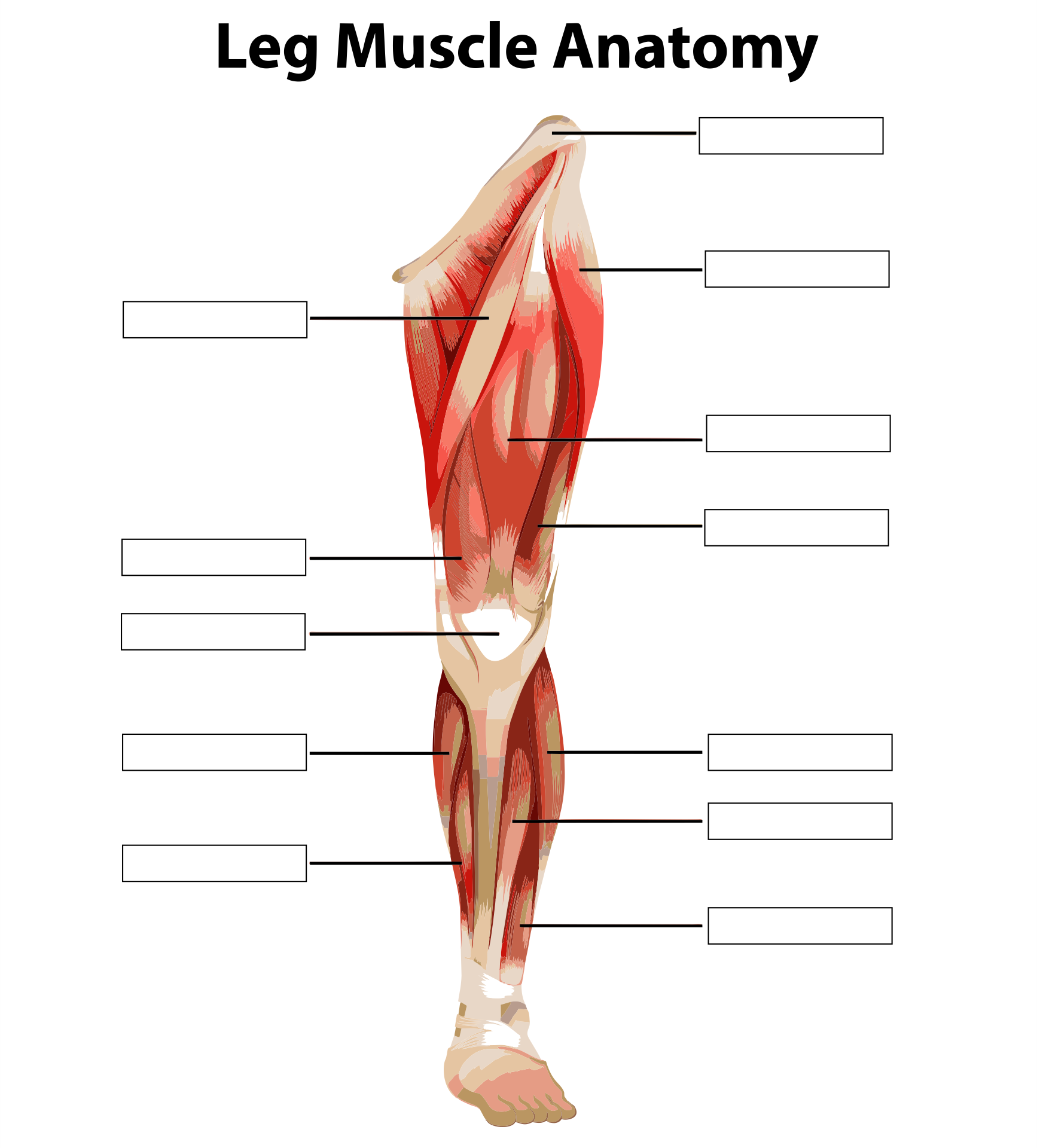 Printable Muscle Anatomy Chart Pdf - Blank Muscle Diagram to Label