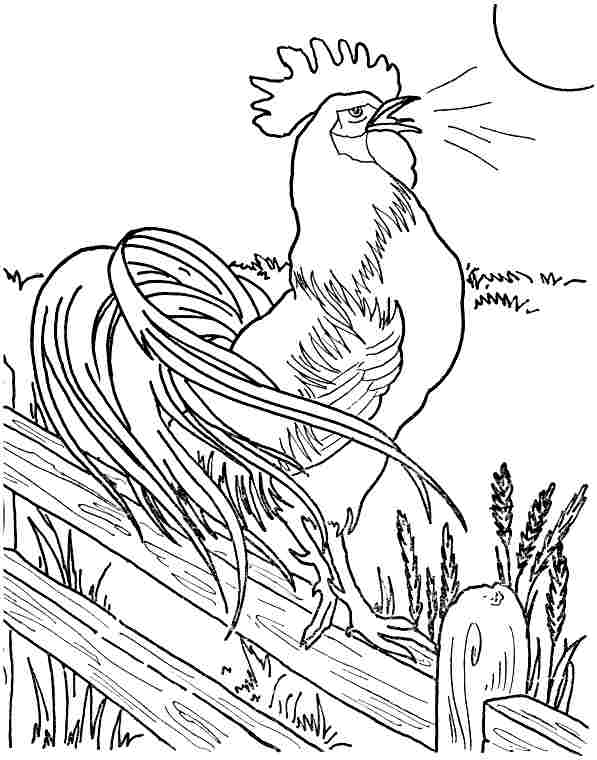 Roosters Coloring Pages Learny Kids