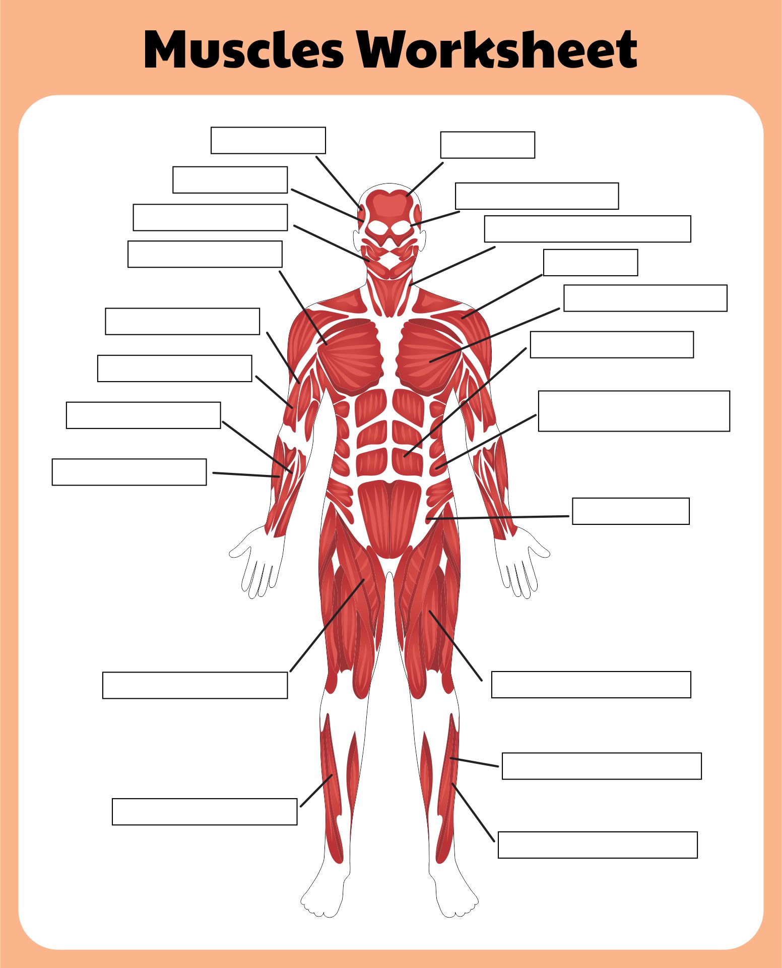 6 Best Images Of Printable Worksheets Muscle Anatomy Blank Head
