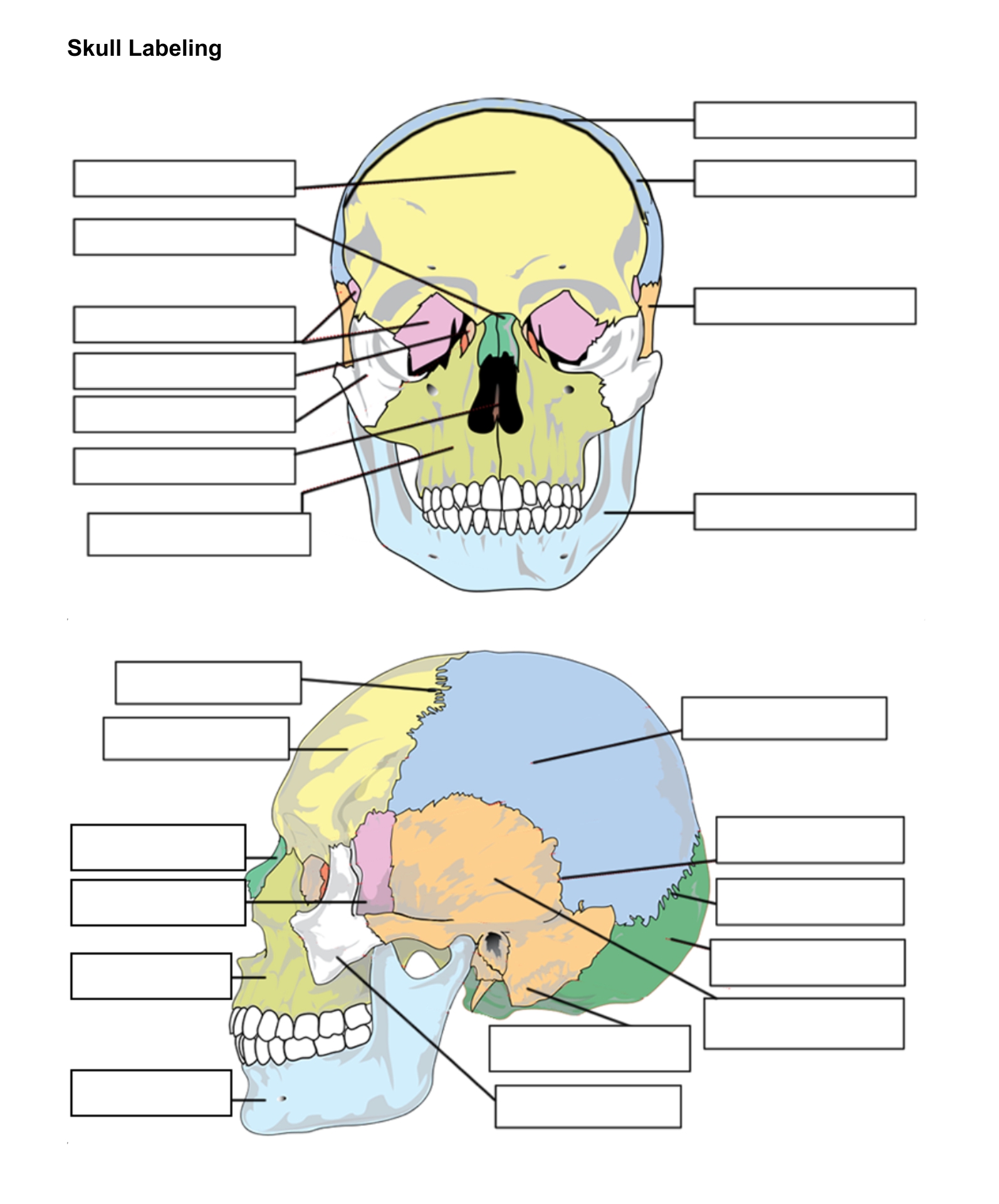 6 Best Images of Printable Worksheets Muscle Anatomy Blank Head and