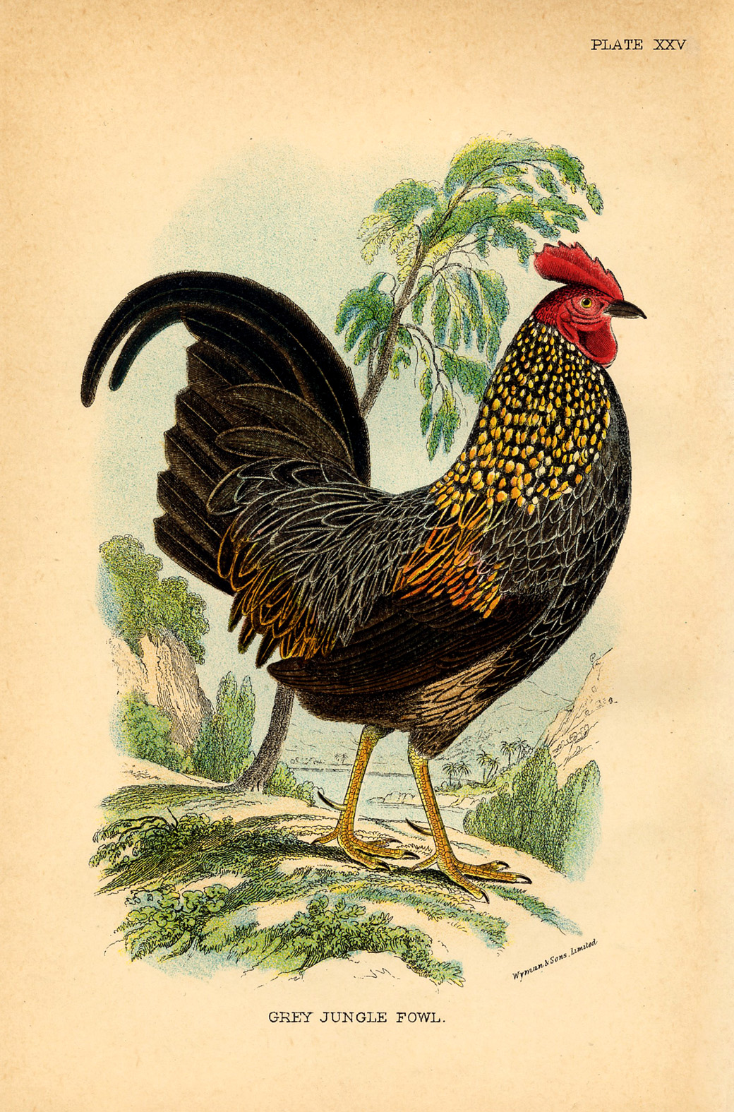 vintage rooster clip art - photo #41