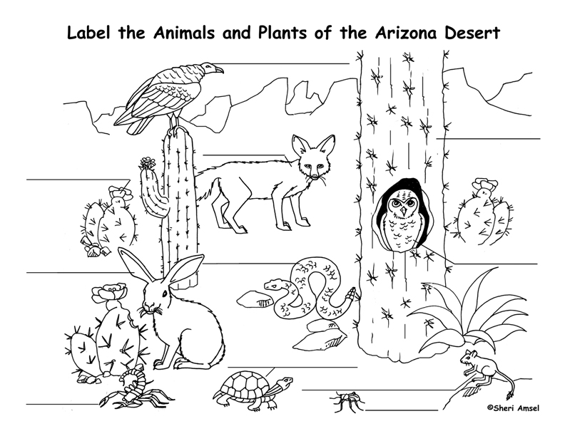 desert coloring pages for preschoolers