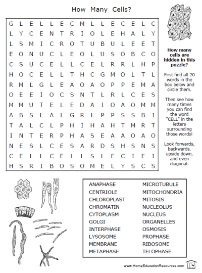 7 Best Images of Free Printable Biology Worksheets High School - Free