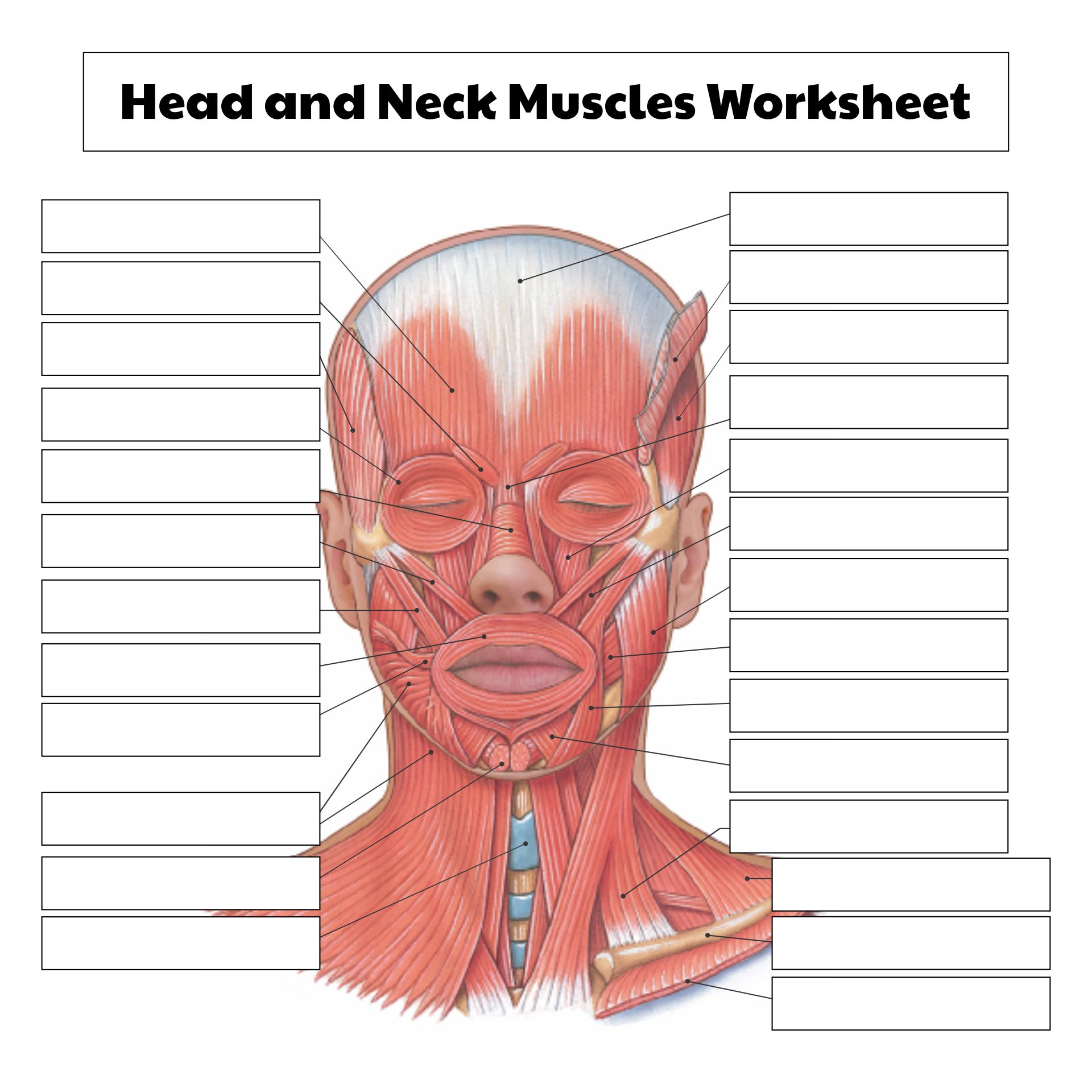 5 Best Images of Printable College Anatomy Worksheets Muscles