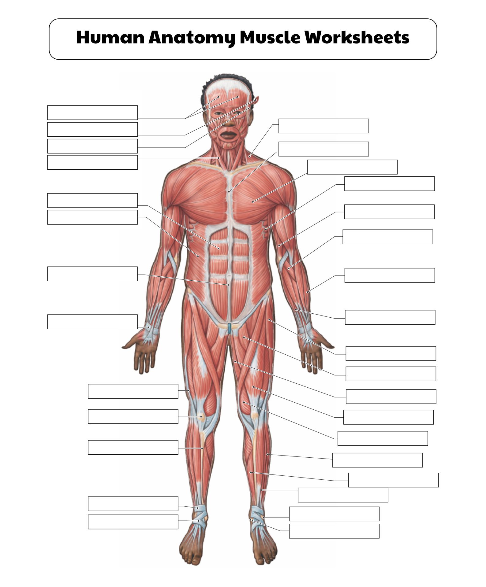 5 Best Images of Printable College Anatomy Worksheets ...