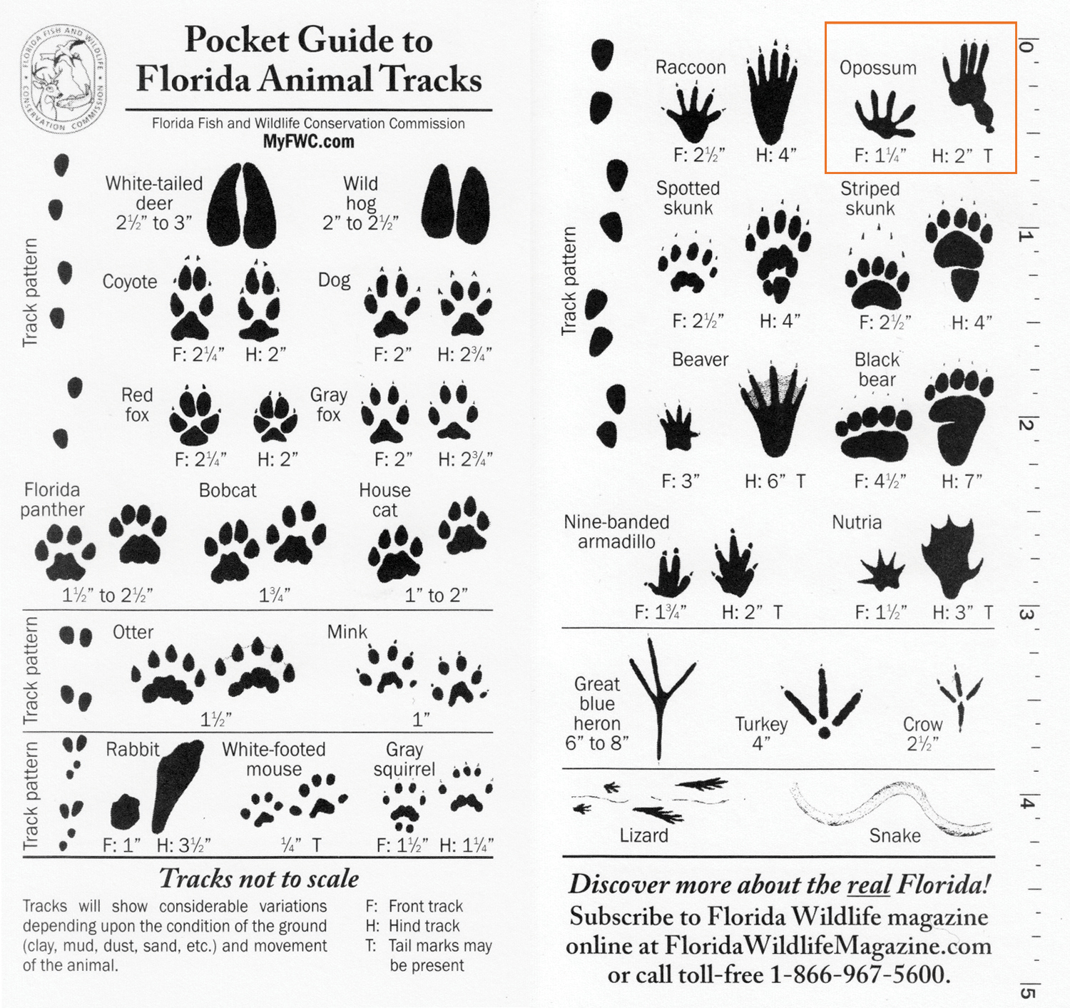 8-best-images-of-printable-animal-track-identification-guide-animal