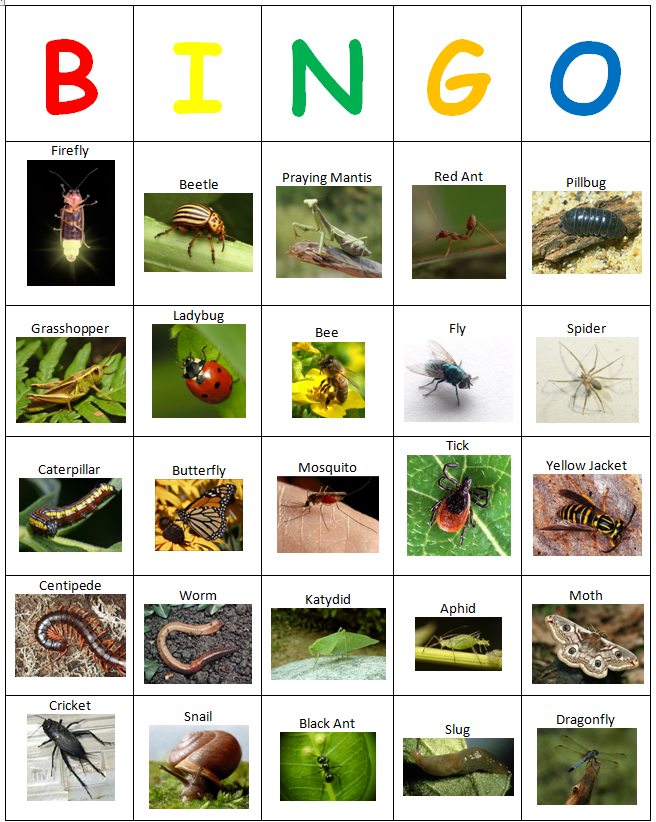 insect-bingo-free-printable