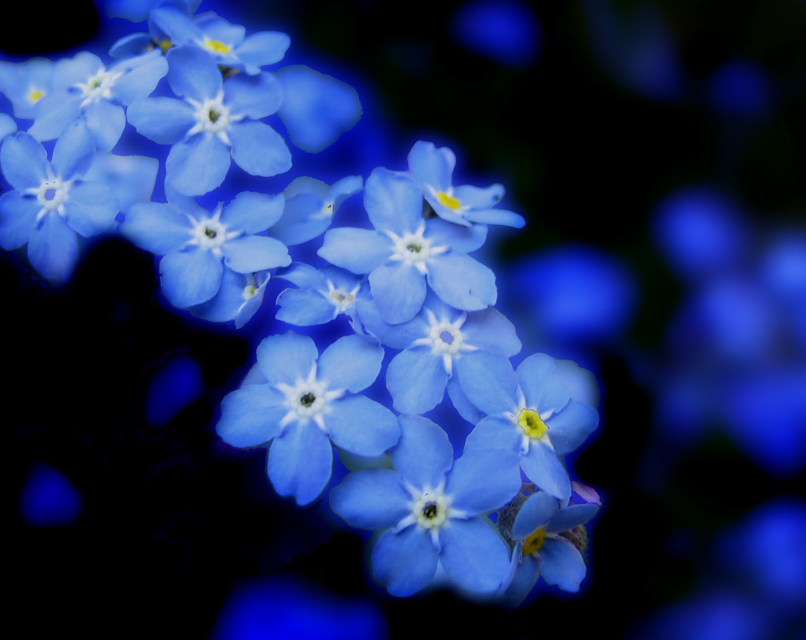 8-best-images-of-get-flowers-for-me-not-printable-forget-me-not