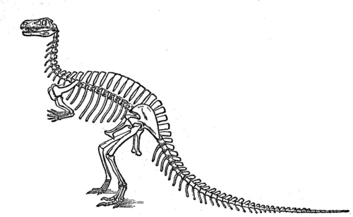 7 Best Images of Printable Dinosaur Skull - Skull Triceratops Head