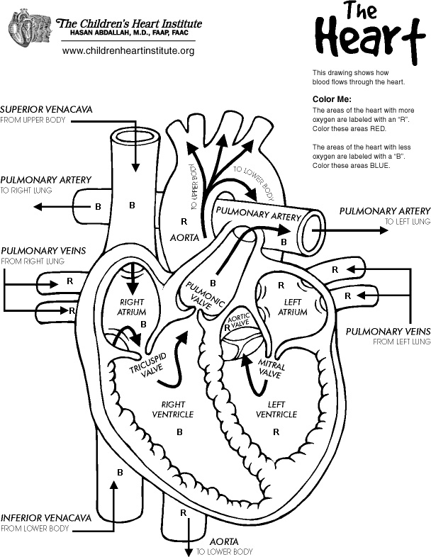 4-best-images-of-printable-heart-diagram-to-label-label-heart-diagram-worksheet-human-heart