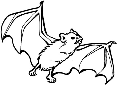5 Best Images of Printable Pictures Of Vampire Bats - Halloween Bats