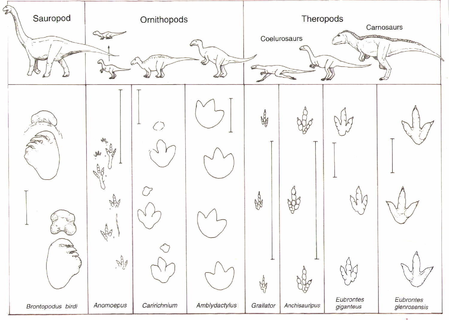 Printable Dinosaur Foot Prints 65