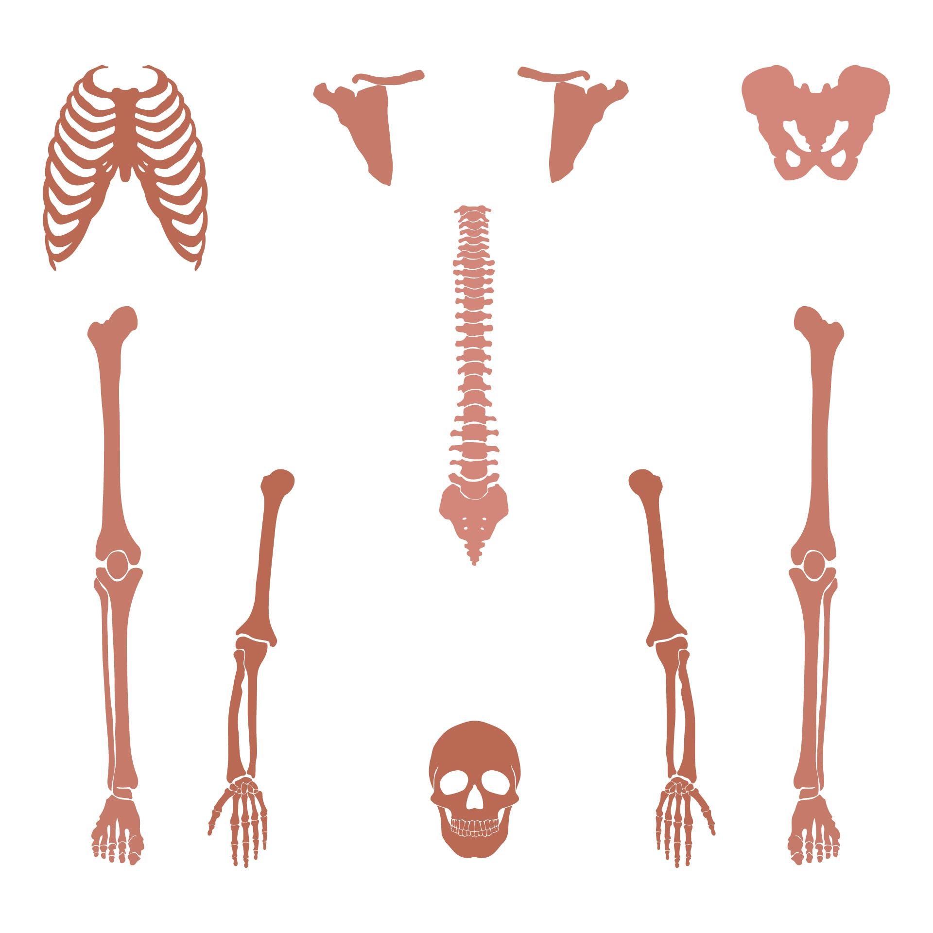 Skeleton Template 6