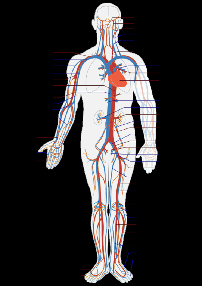 4 Best Images of Diagram Of Circulatory System Printable ...