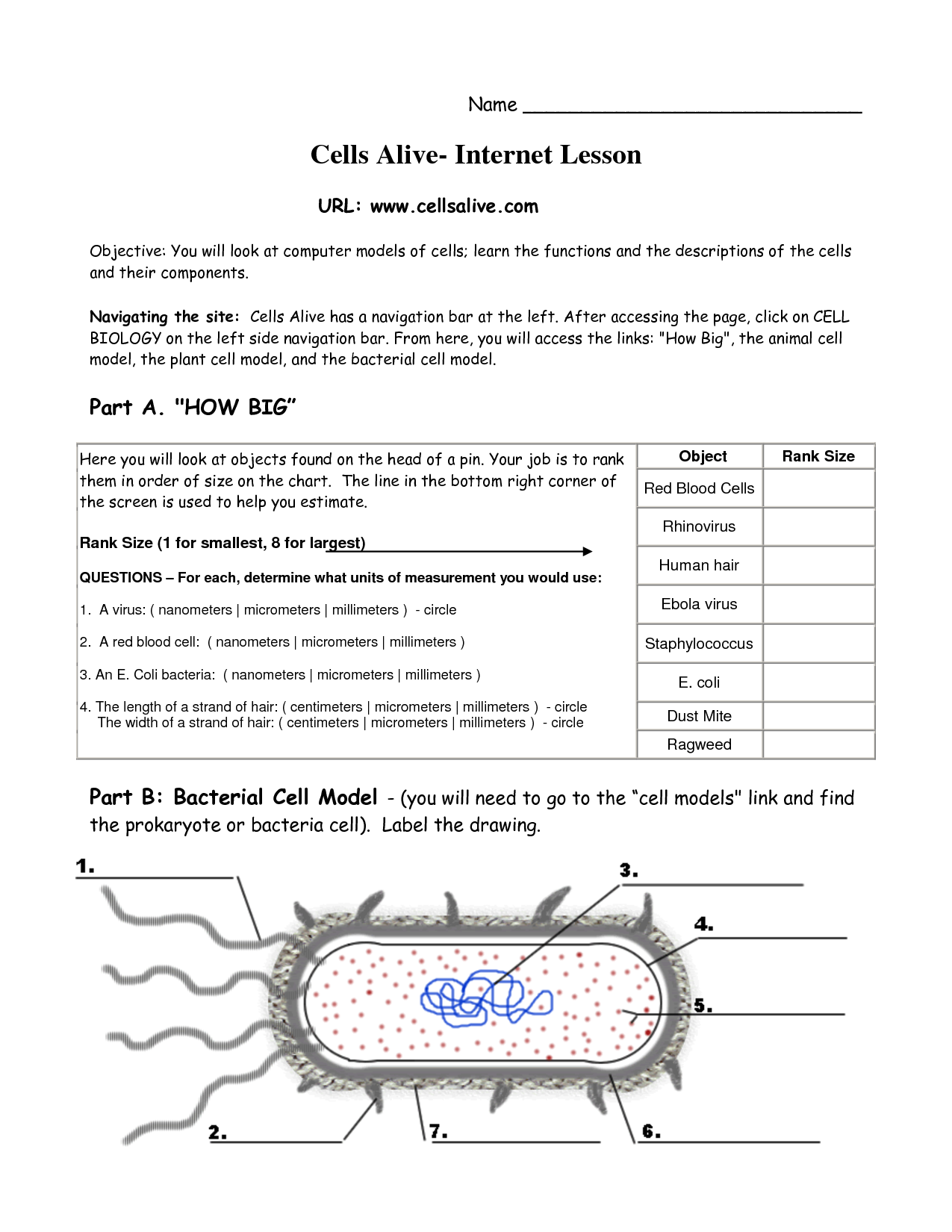 Free Printable Biology Worksheets