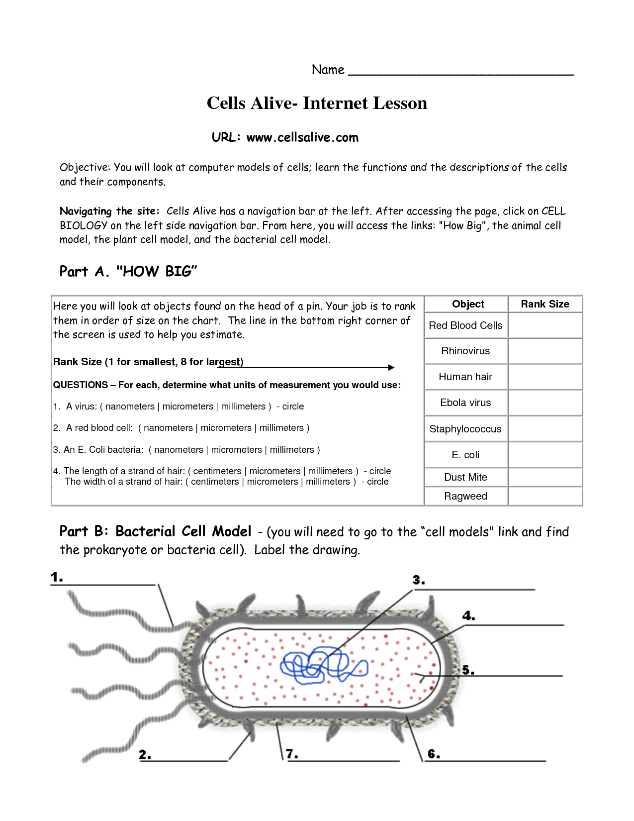 7 Best Images Of Printable Biology Worksheets Biology Cell Worksheets 