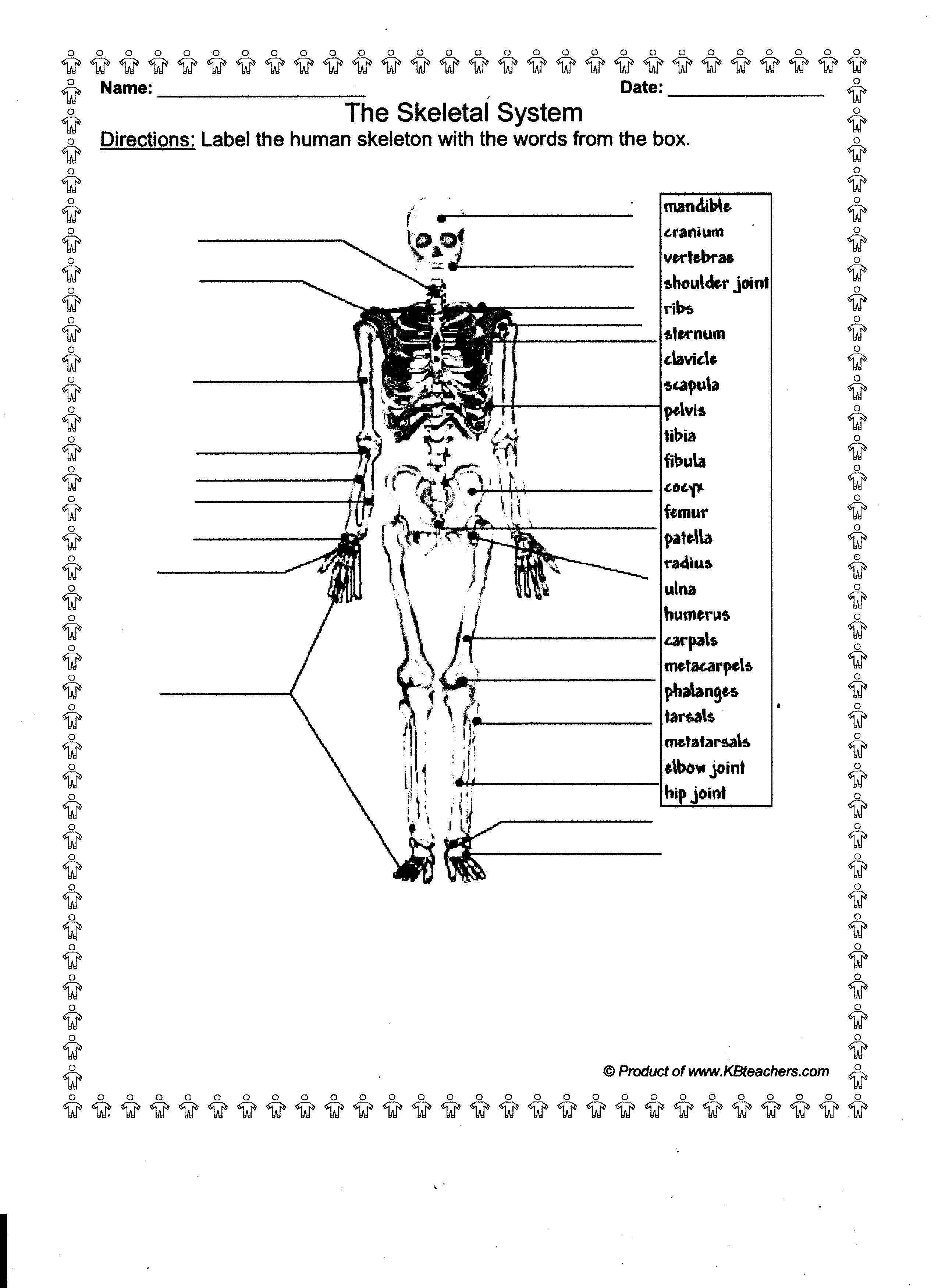 worksheet-for-kindergarten-free-worksheets-anatomy-human-printable-biology-worksheet-bones