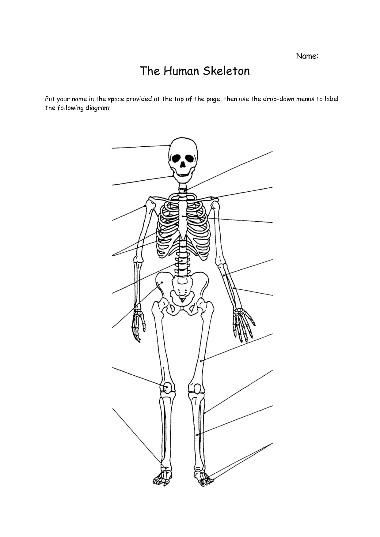 4 Best Images of Printable Bone Worksheets Free Printable Human