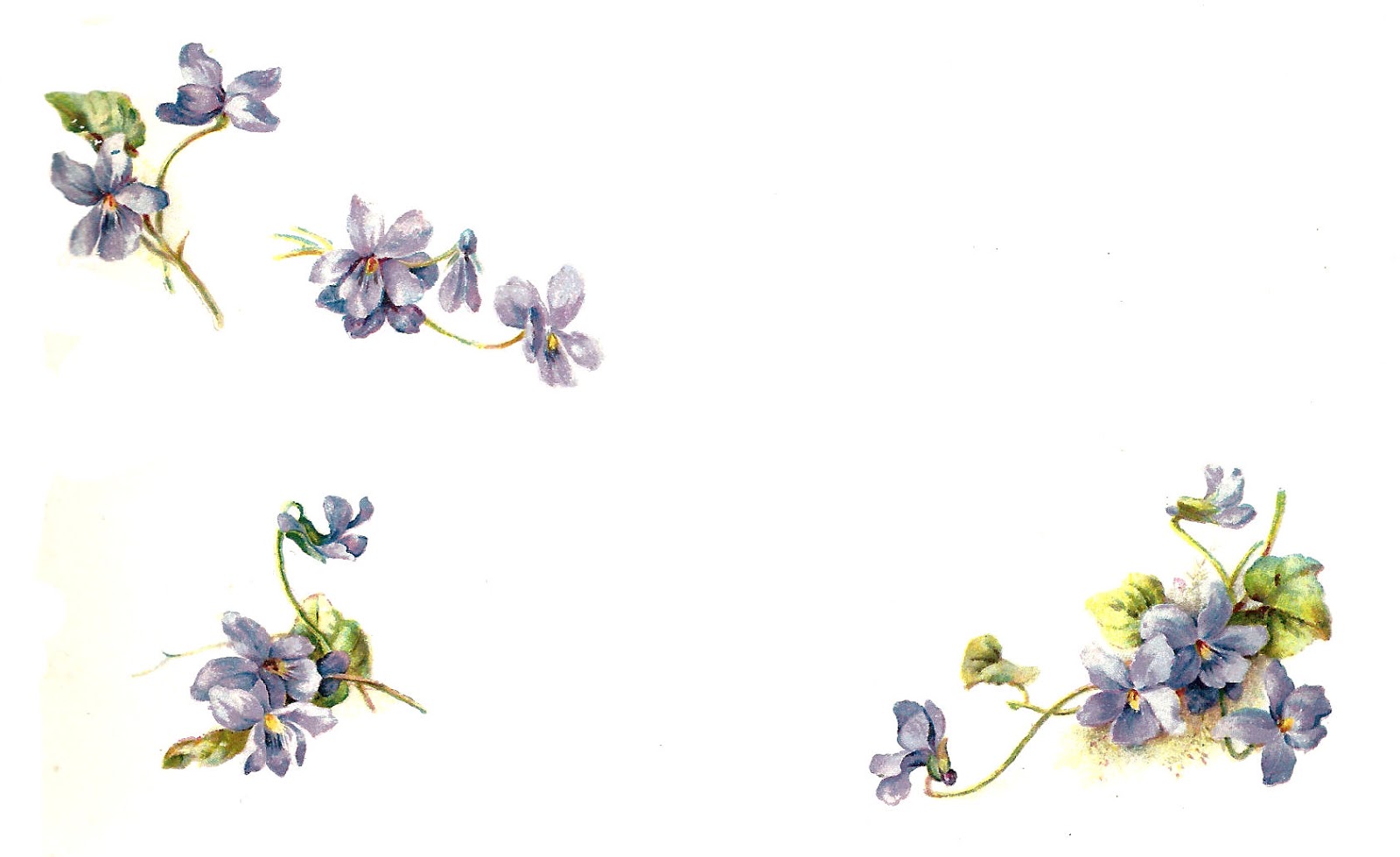 clip art forget me not flower - photo #13
