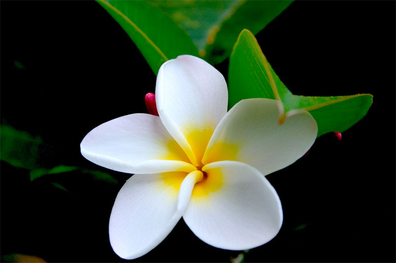 hawaii hawaiian flower_245923