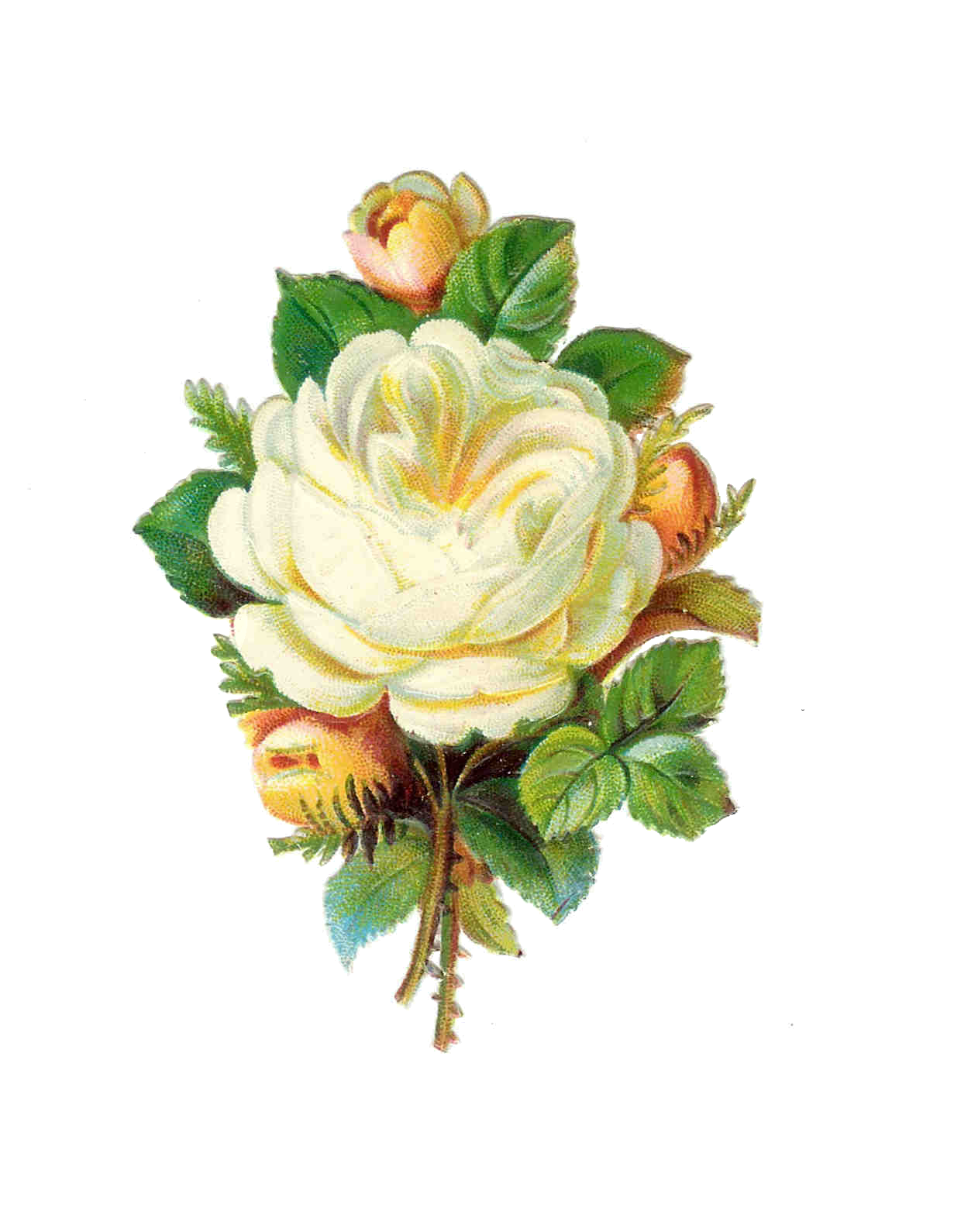 christmas rose clipart - photo #37