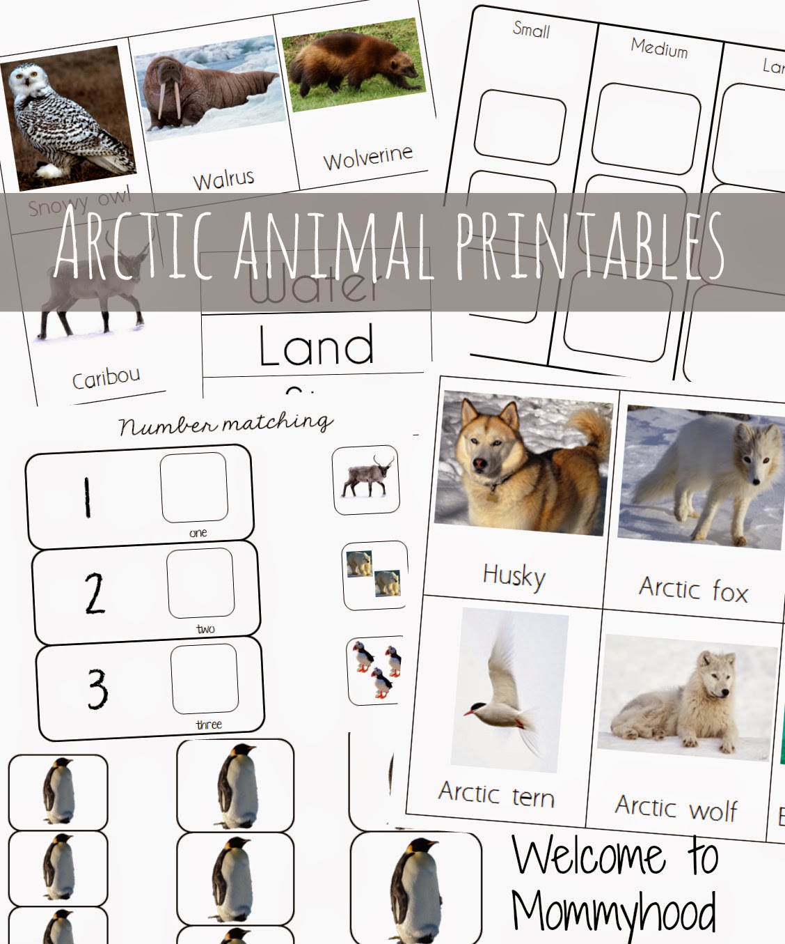 7 Best Images of Free Preschool Printables Arctic Arctic Animal Flash