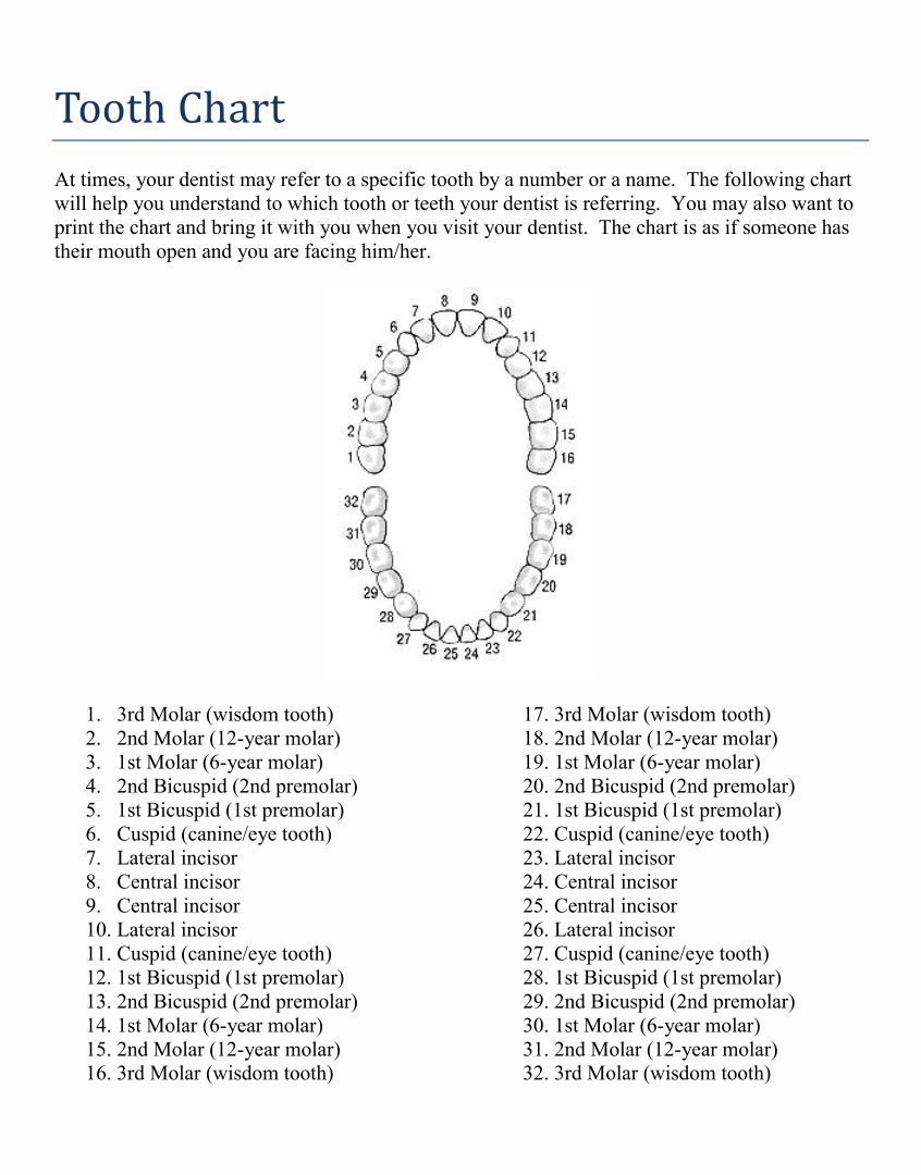 8 Best Images Of Tooth Chart Printable Full Sheet Dental Chart Teeth Numbers Meridian Tooth 