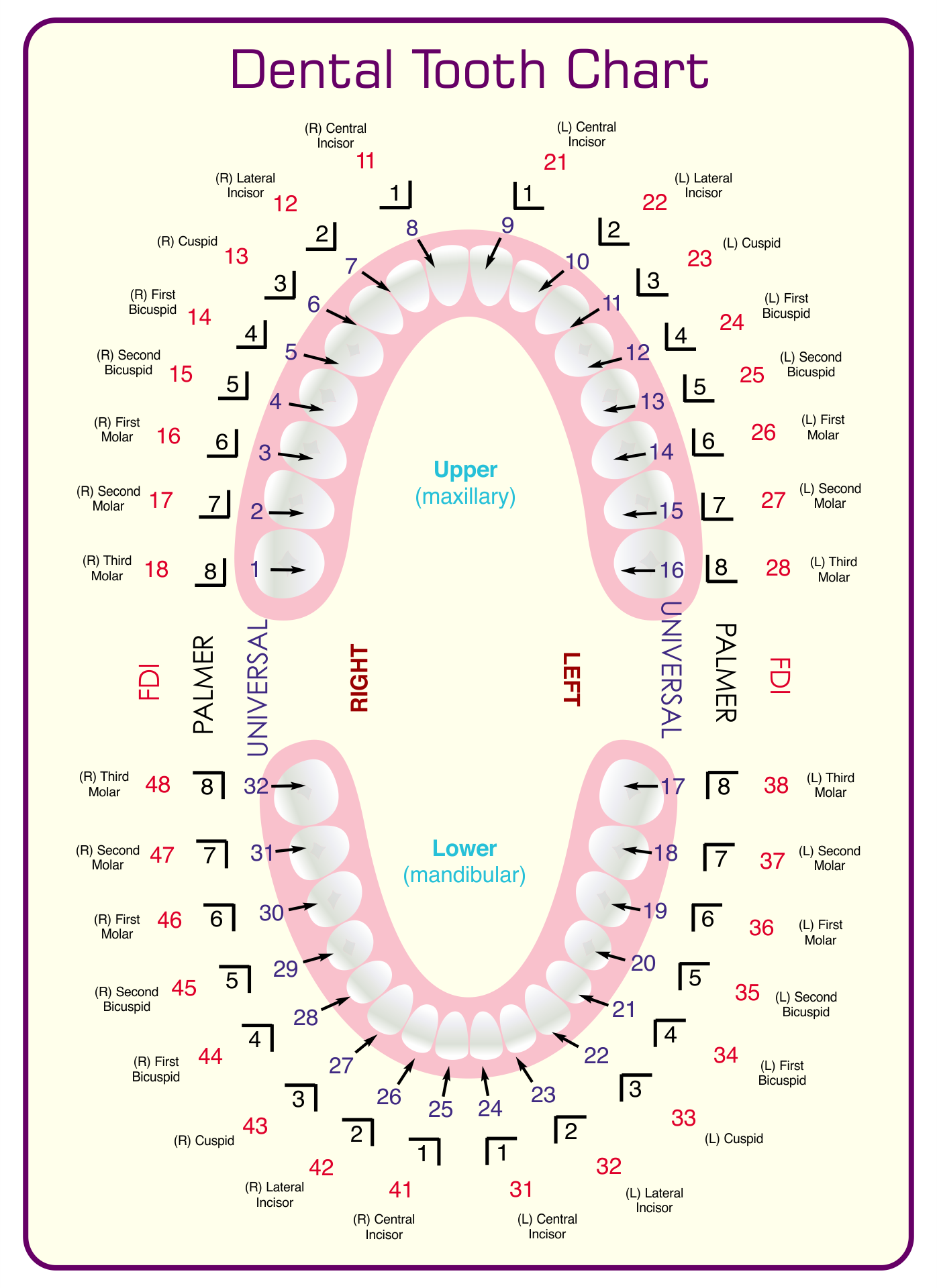 8 Best Images of Tooth Chart Printable Full Sheet Dental Chart Teeth