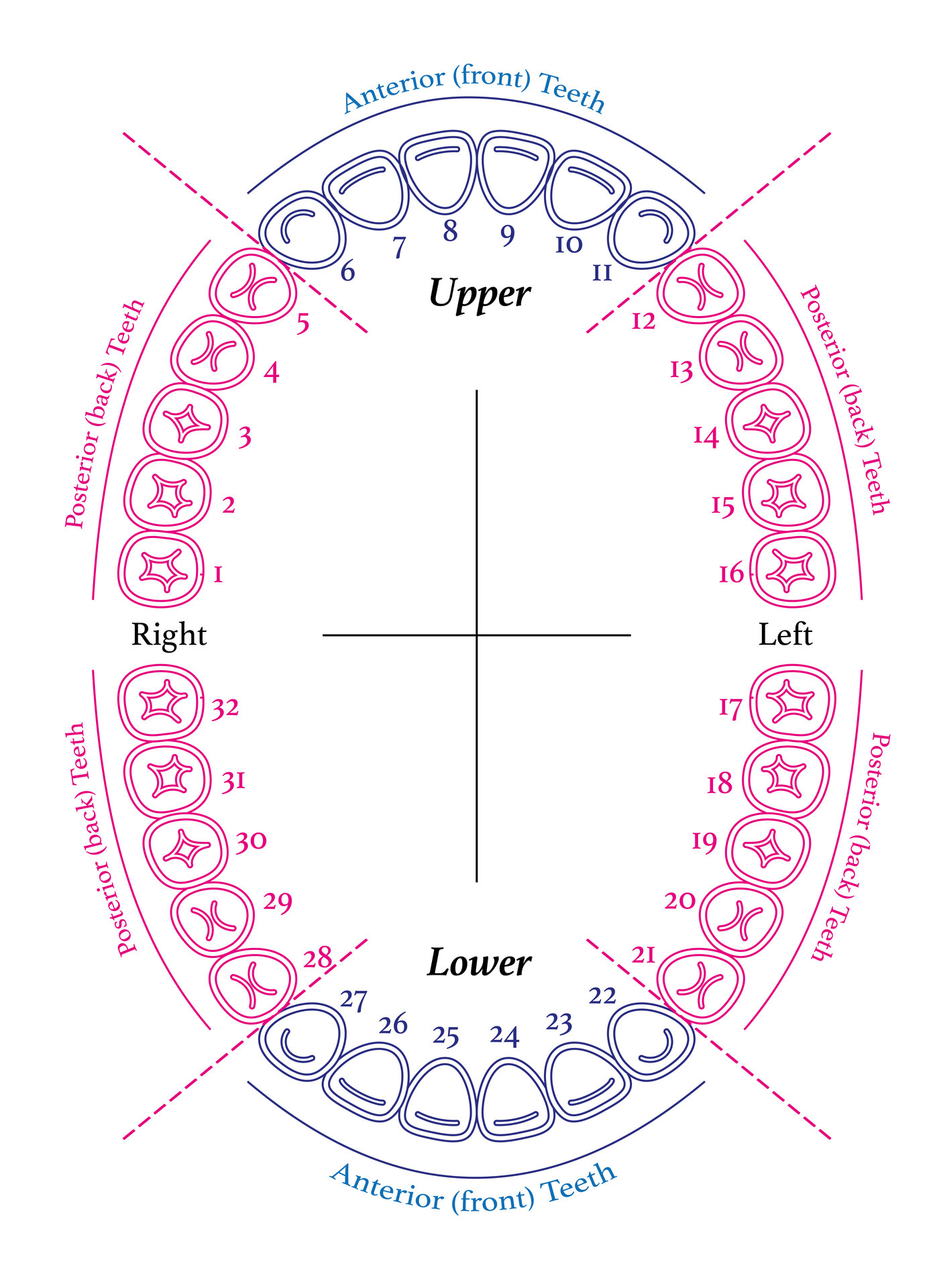 Printable Chart Of Teeth Numbers