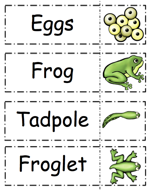 view-10-frog-life-cycle-free-worksheet-images-small-letter-worksheet