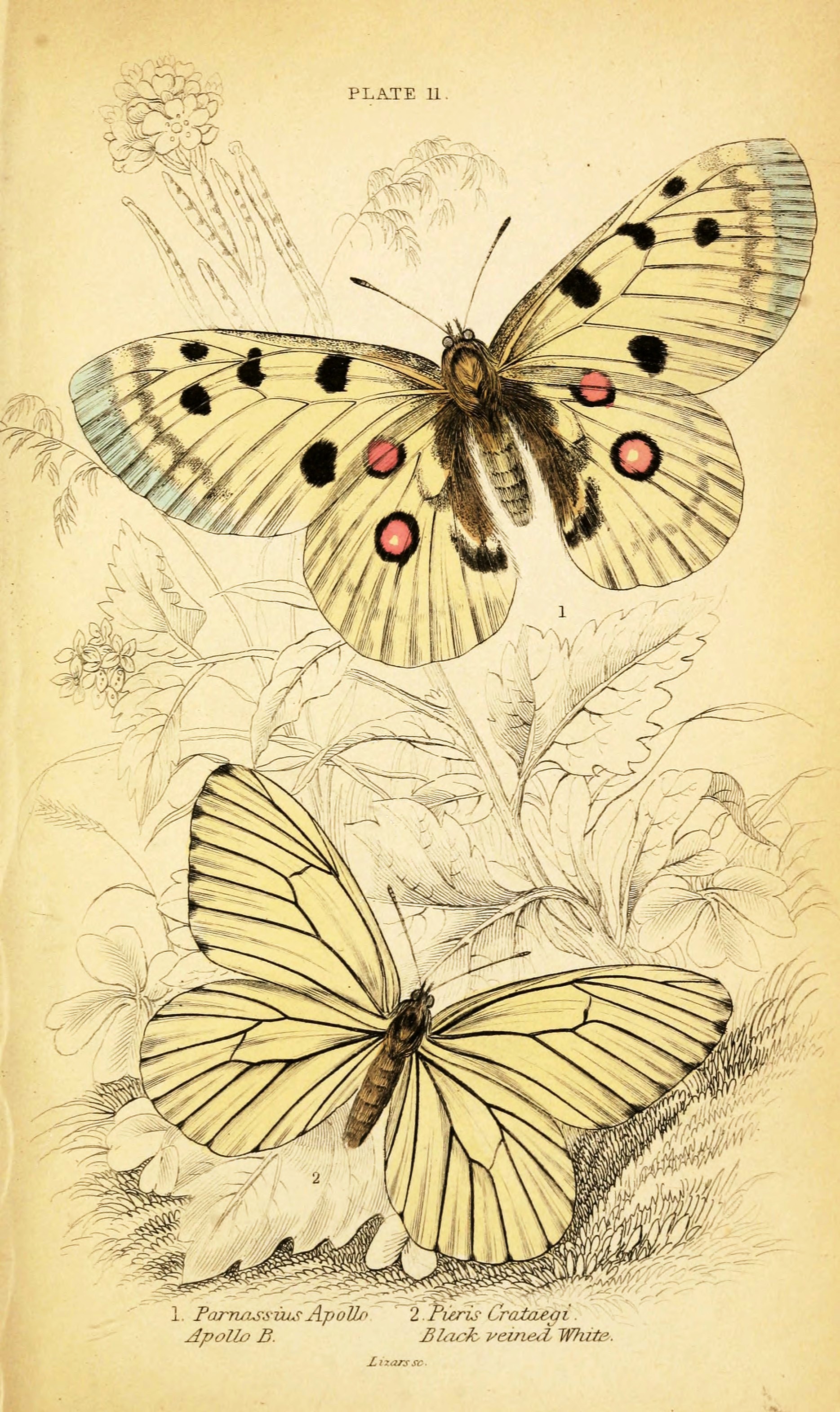 Vintage Butterfly Art 105