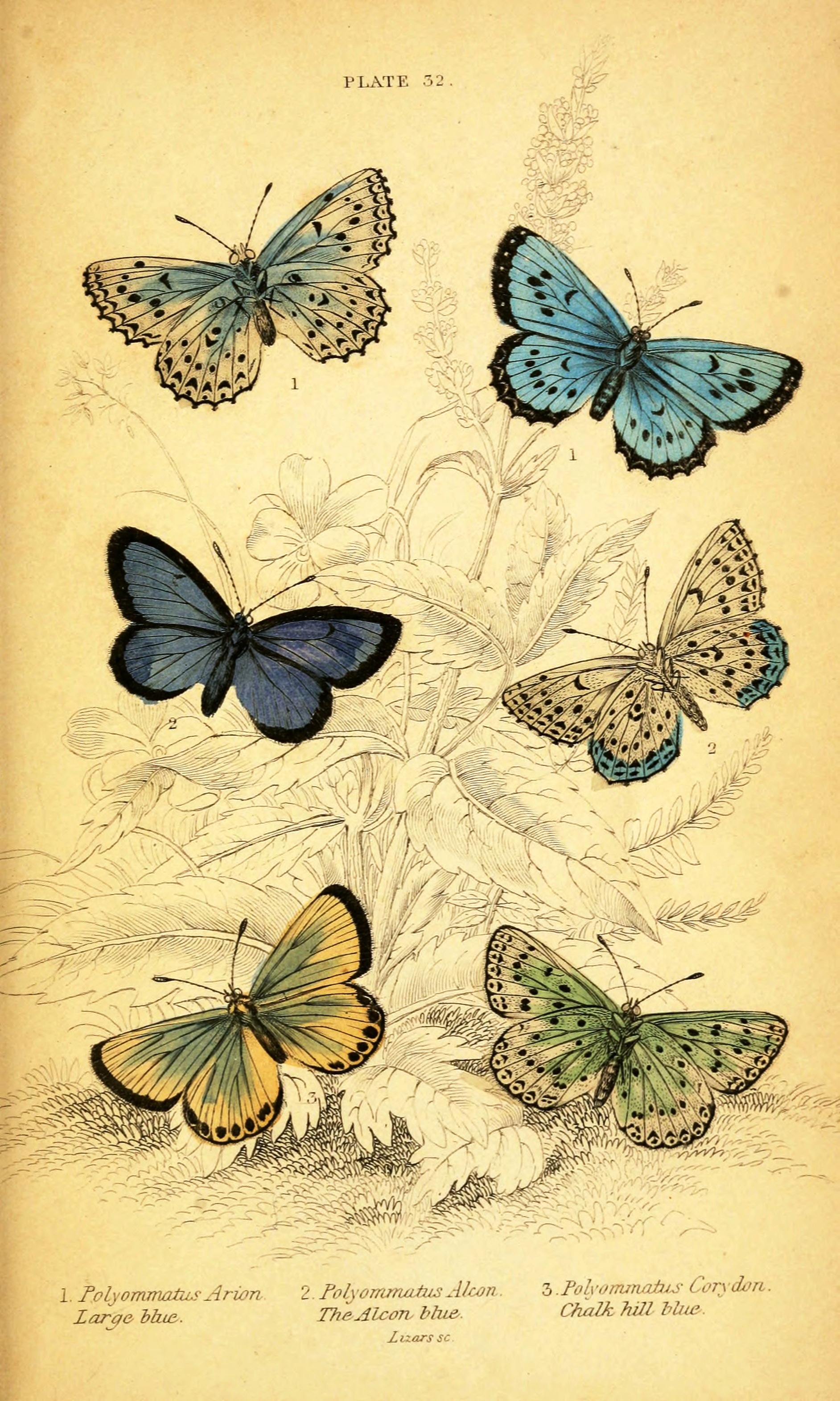 Free Vintage Butterfly Printables