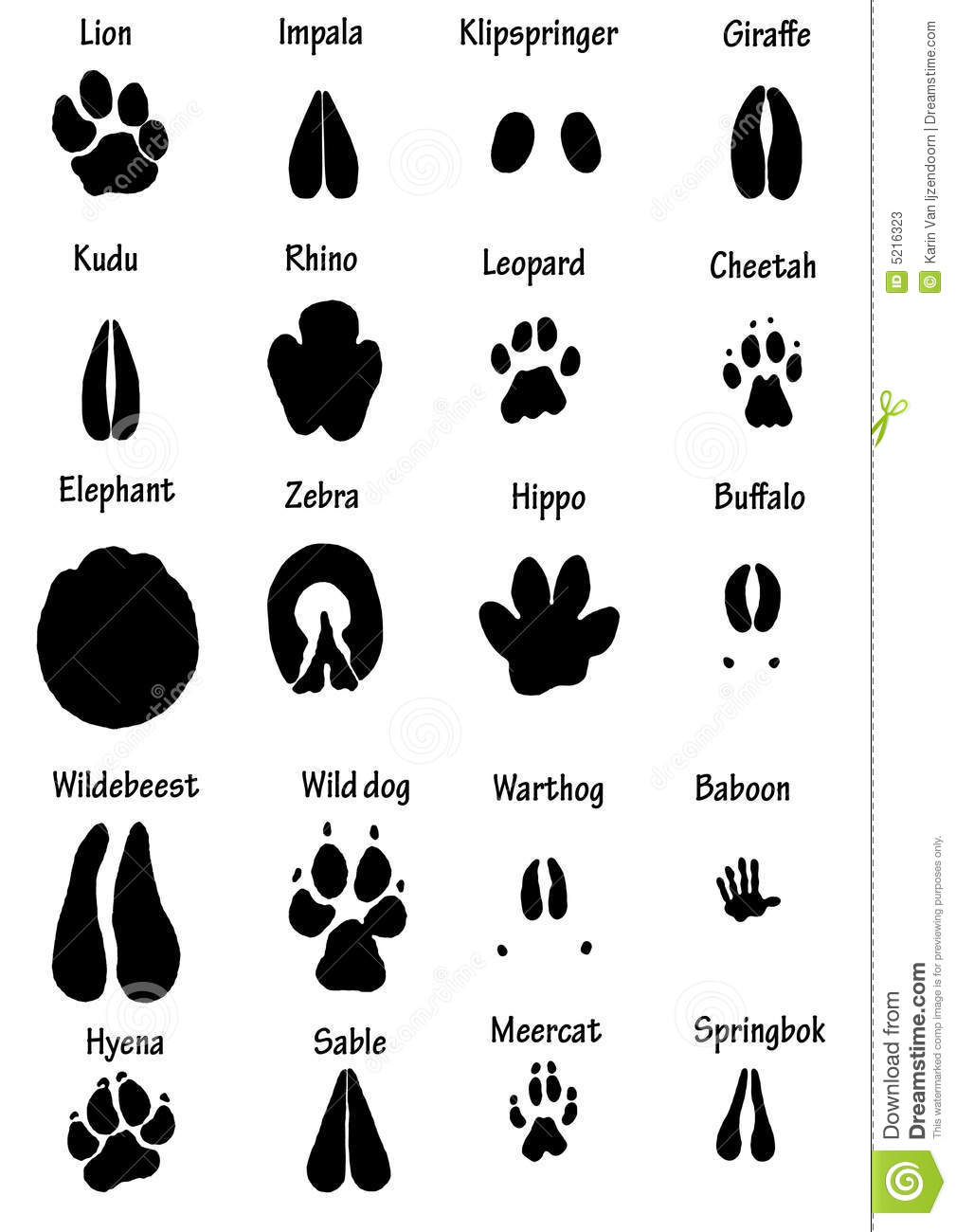 5 Best Images of Printable Elephant Foot Prints Elephant Foot Bottom
