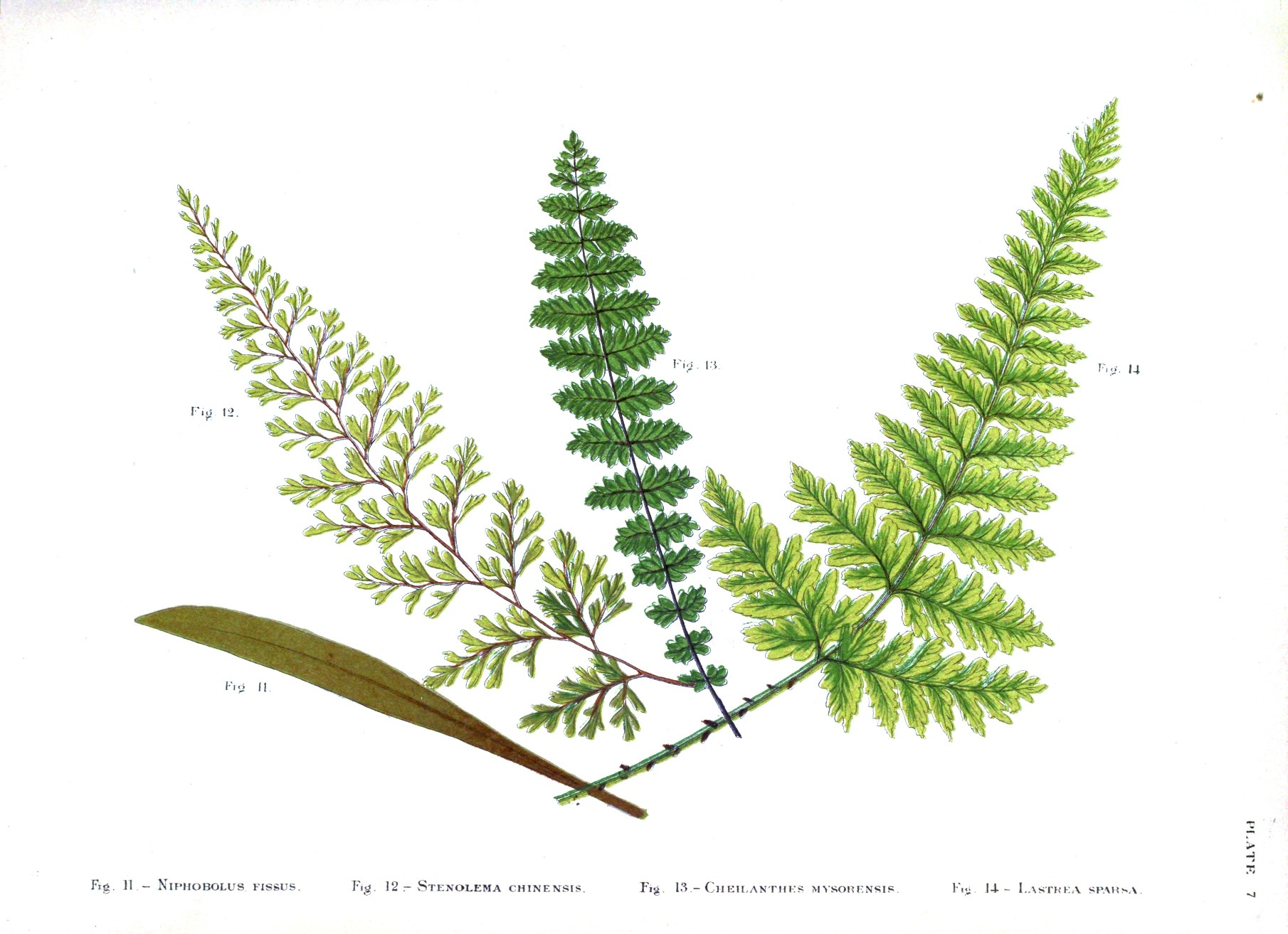 7-best-images-of-free-printable-botanical-prints-cotton-botanical