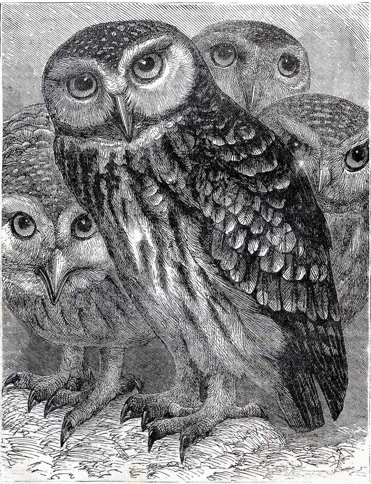 Owls Vintage 40