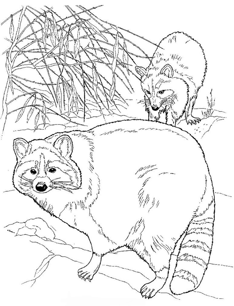 5 Best Images of Realistic Raccoon Coloring Pages Printable - Raccoon