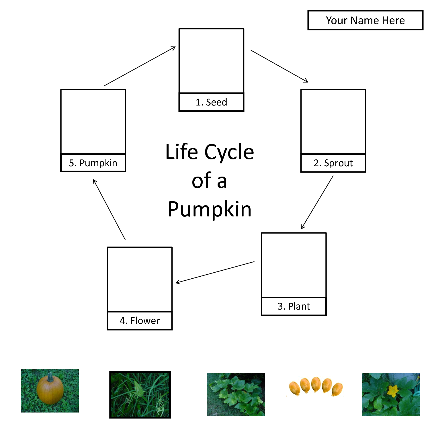 transparent-pumpkin-life-cycle-clipart-life-cycle-of-a-pumpkin