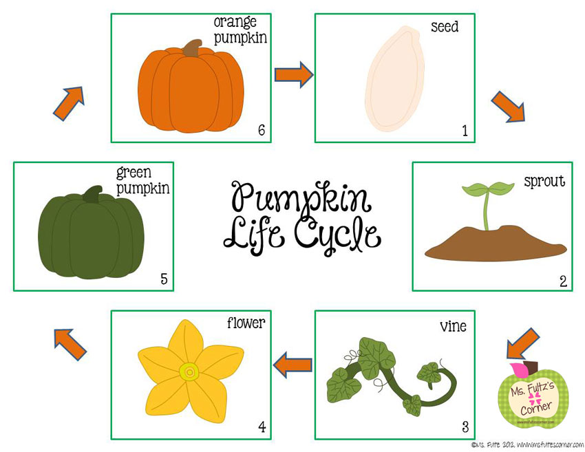 3 Best Images of Kindergarten Pumpkin Life Cycle Printable Pumpkin