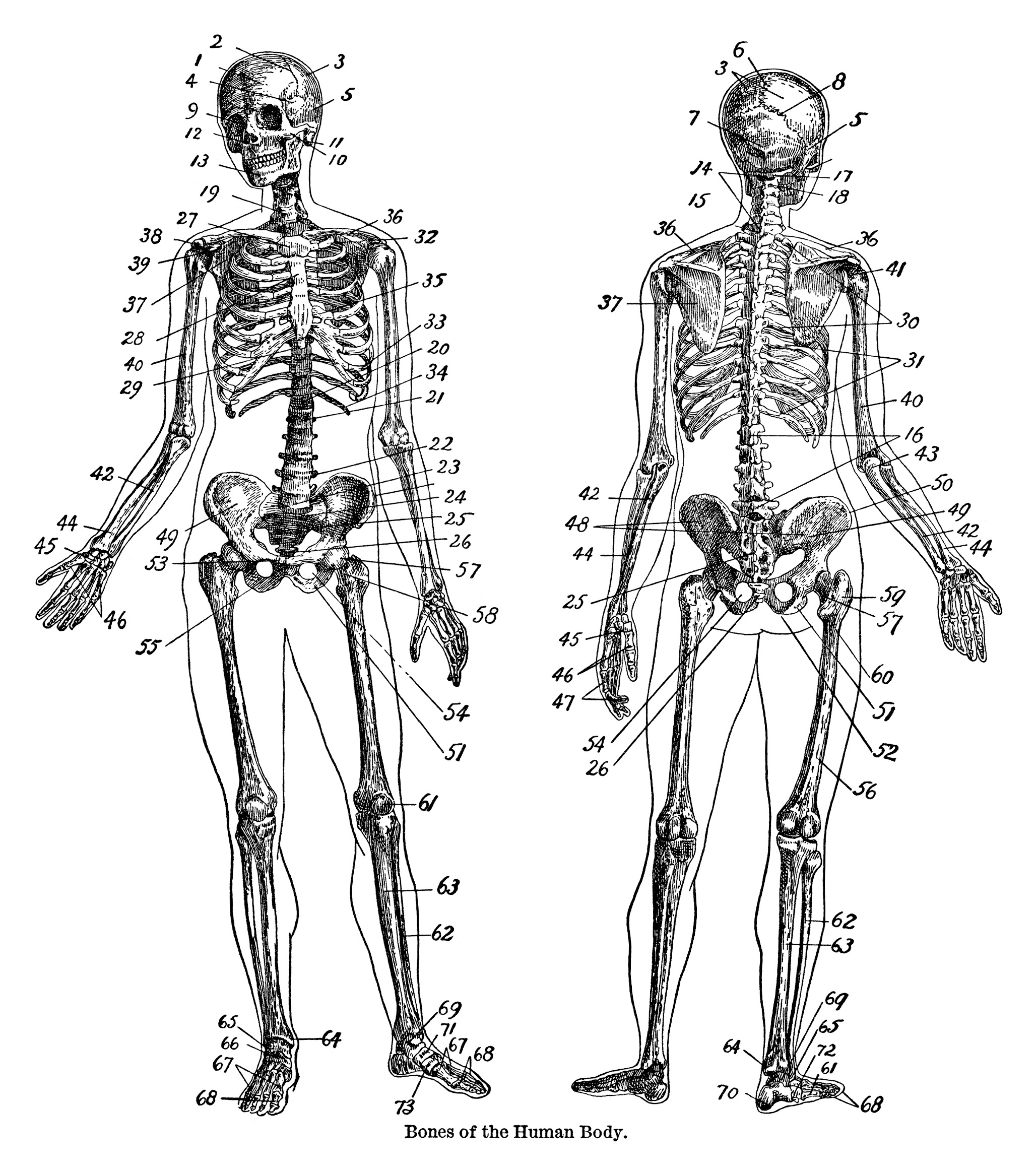 clip art of human skeleton - photo #45