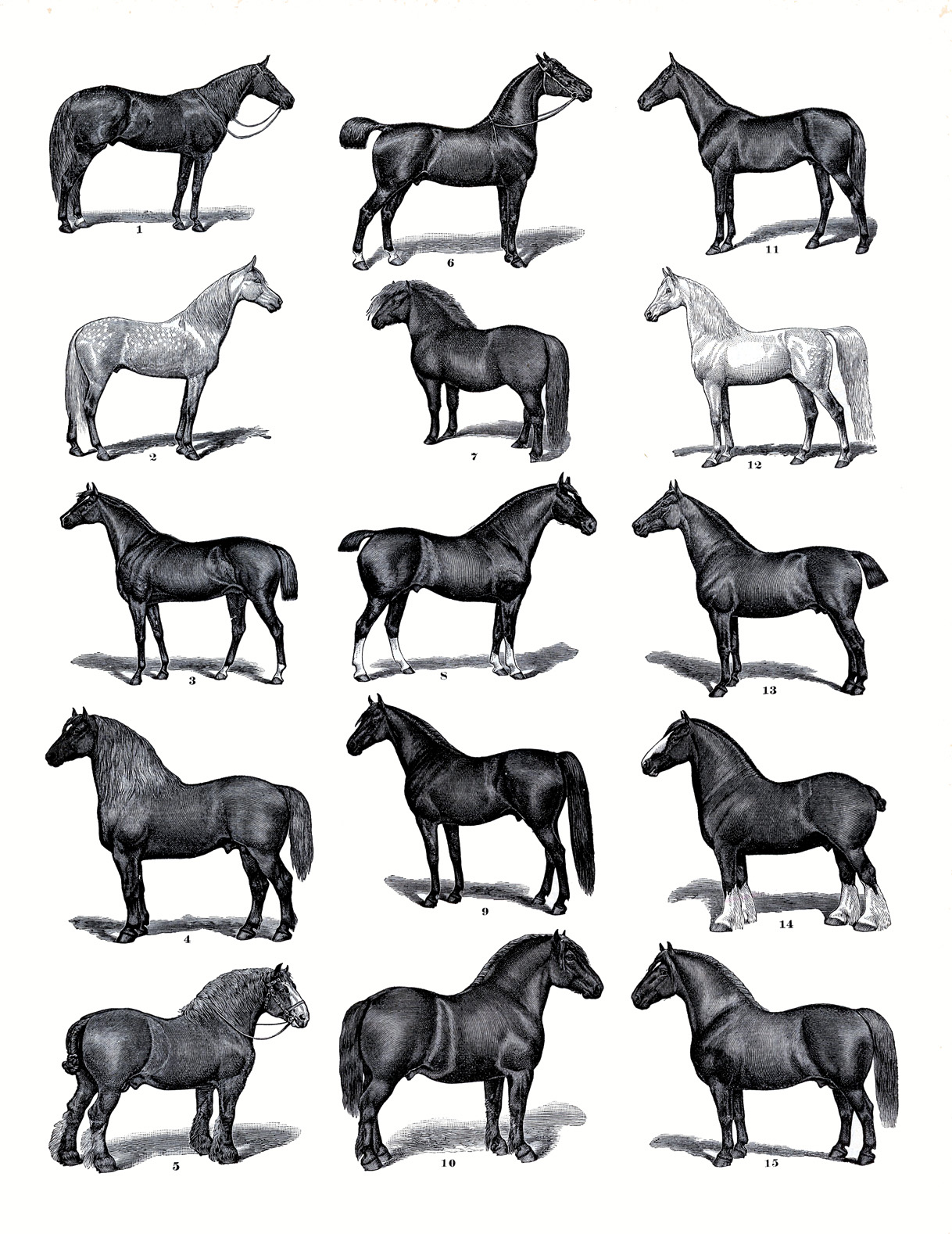 horse clip art illustrations - photo #44