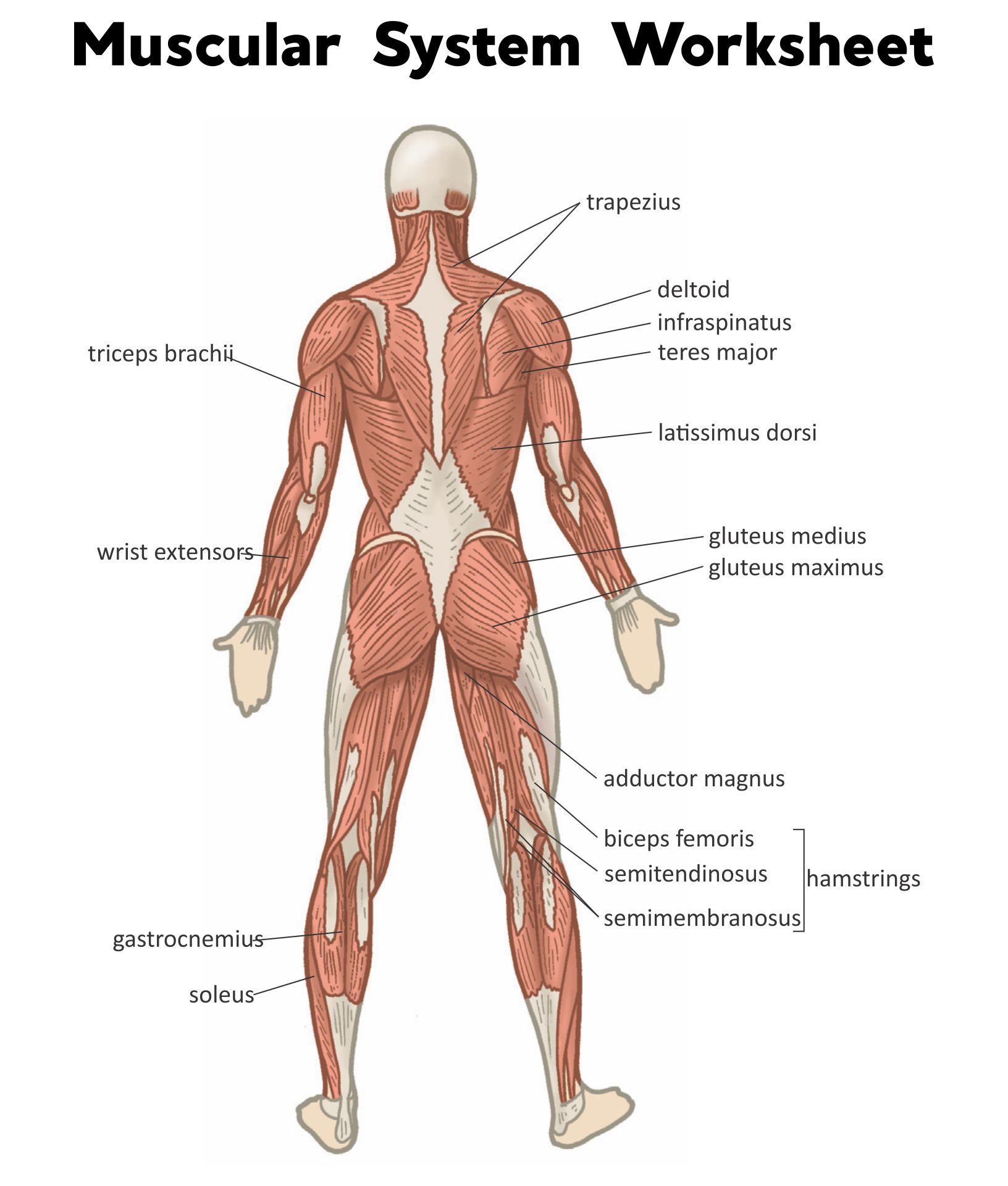 muscular system for kids with labels