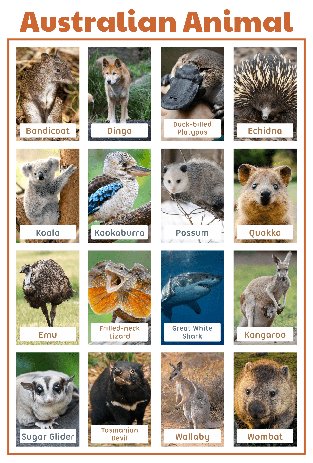 Australian Animal Flash Cards Printable